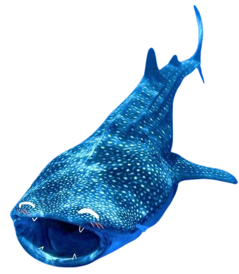 Whale shark